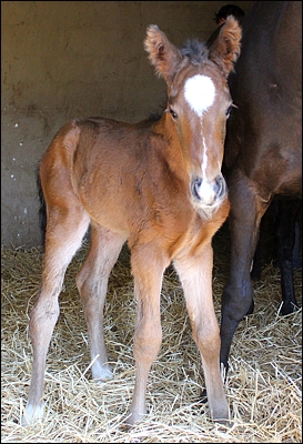 Call To Combat's first foal, born at Hadlow Stud. Image: Cathy Martin